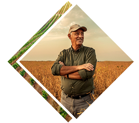 A man standing in a wheat field with his arms crossed wearing a ball cap.